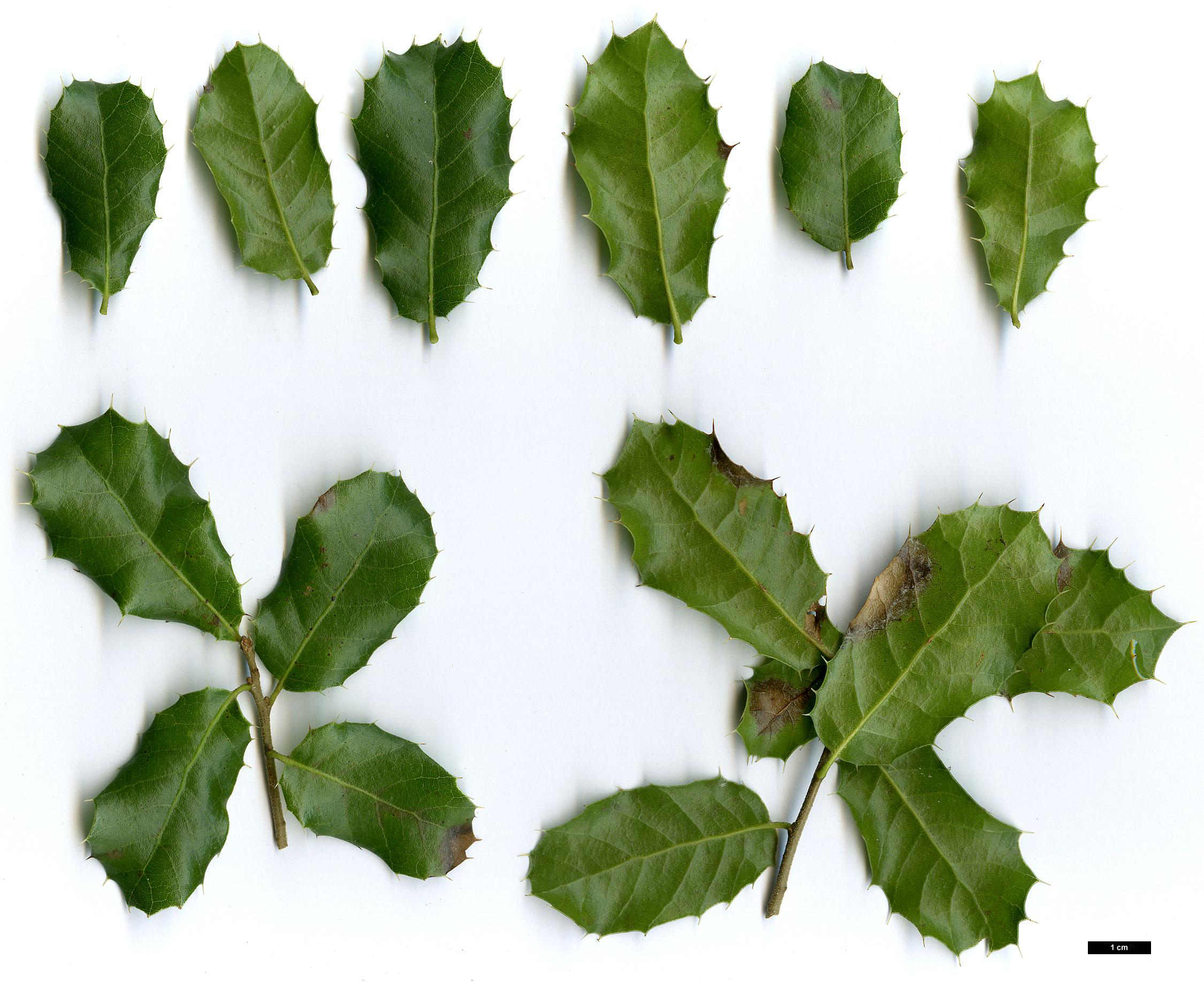High resolution image: Family: Fagaceae - Genus: Quercus - Taxon: coccifera - SpeciesSub: subsp. calliprinos